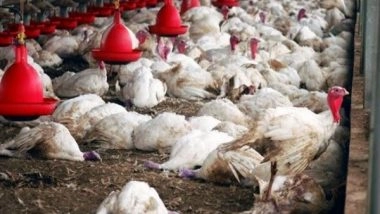 India News | Kerala Culls 20k Birds After Avian Flu Reported in Alapuzha District