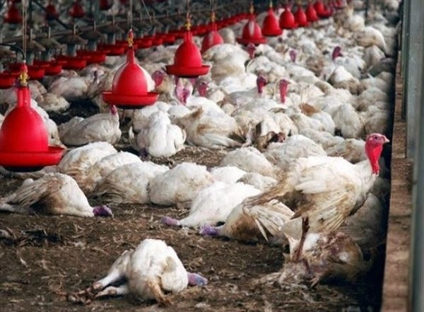 India News | Kerala Culls 20k Birds After Avian Flu Reported in Alapuzha District