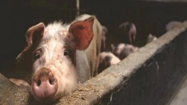 Health News | Check out How Stuffed Pork Caused Large Listeriosis Outbreak in Spain