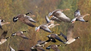 Being Around Birds Linked to Lasting Mental Health Benefits, Says Study