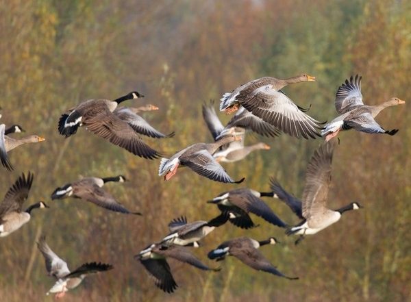 Being Around Birds Linked to Lasting Mental Health Benefits, Says Study