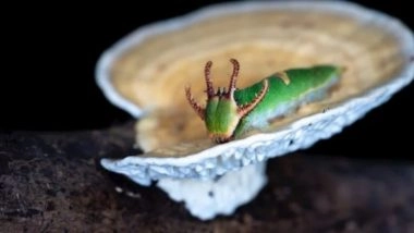 Science News | Scientists Discover How Insects Play Keystone Role in Ecosystems