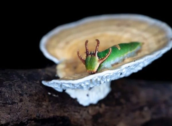 Science News | Scientists Discover How Insects Play Keystone Role in Ecosystems