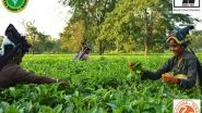 Business News | India's Tea Production Jumps 16.5 Pc in Sept