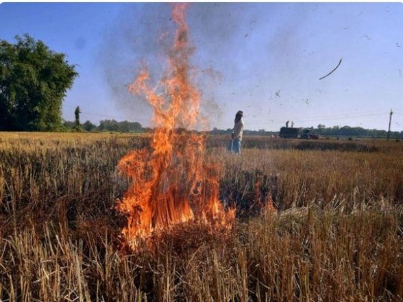 India News | No Let Up in Punjab Farm Fires as Delhi Chokes - Vimarsana News