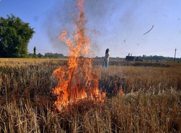India News | No Let Up in Punjab Farm Fires as Delhi Chokes
