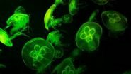 Science News | Pathogens Can Hitch a Ride on Plastic to Reach the Sea: Study