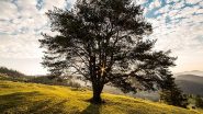 Science News | Study: Tree Rings Provide Insight into Destructive Radiation Storms