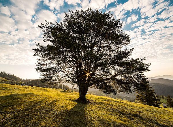 Science News | Study: Tree Rings Provide Insight into Destructive Radiation Storms