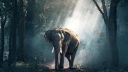 Science News | Study Finds Hundreds of New Mammal Species Waiting to Be Found