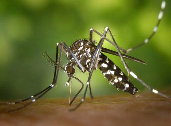 Science News | Cancer Drug Might Be Helpful Against Malaria: Research