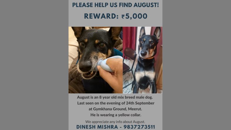 Pet Owner Flies Back to Meerut From London To Help Family Find Missing Dog