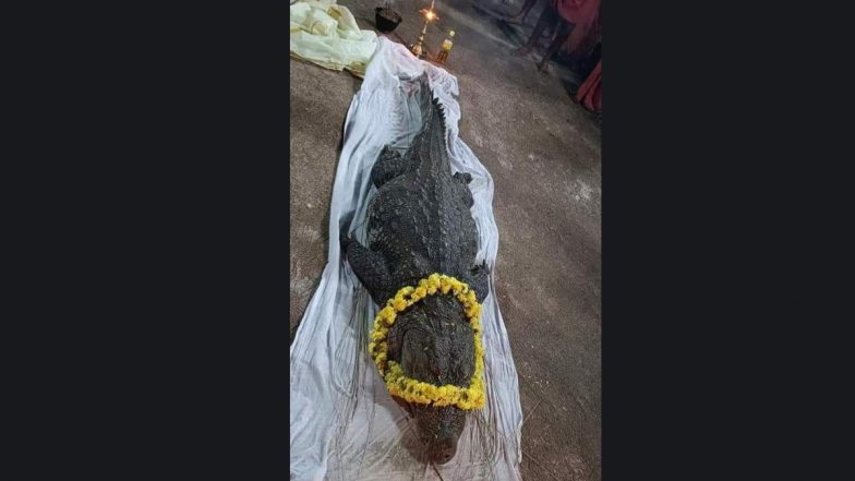 ‘Vegetarian’ Crocodile Babiya Dies in Sri Anantha Padmanabha Swamy Temple’s Pond, See Pics and Video