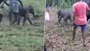 Shocking Video: Baby Elephant Beaten By Mob with Sticks and Slippers in Assam