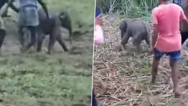 Shocking Video: Baby Elephant Beaten By Mob with Sticks and Slippers in Assam