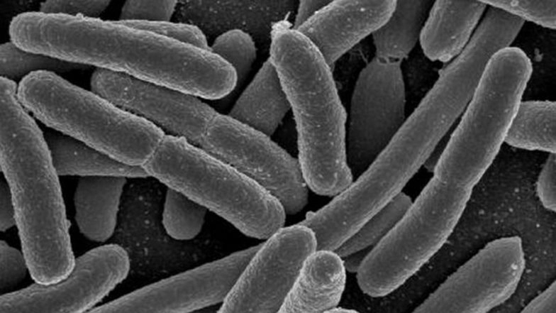 Infections Remain Leading Cause of Death Globally and in India, Five Bacteria Responsible for at Least 6.8 Lakh Deaths in 2019: Report