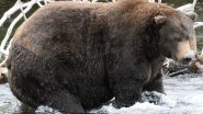 Fat Bear Winner: 1400-Pound Bear &lsquo;747&rsquo; Named the Champion of Alaska&rsquo;s Fat Bear Week Competition