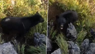 Bear Attack Video: Mountain Climber Fights Off Bear While Hanging From Rock Ledge At Mount Futago in Japan, Heart-Stopping Moments Caught on Camera