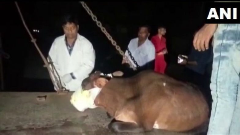 Kanpur Horror: Stray Cow’s Jaw Blown Away After Chewing Cracker Bomb From Garbage in Kakadeo (See Pics)