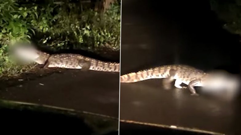 Crocodile Spotted Crossing Road in Maharashtra’s Sindhudurg, Panic Grips Locals After Viral Video Surfaces