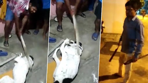 Video: Dog Mercilessly Thrashed by Neighbours for Barking at Them in Bengaluru; Canine Shifted to Veterinary Hospital