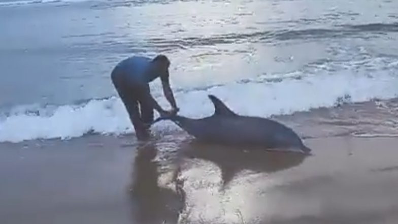 Video: Man Pushes Dolphin Back to the Sea After It Gets Stranded on Yekuvuru Beach in Andhra Pradesh