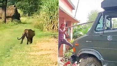 Video: Man-Eater Tiger Kills Minor Girl, Continues Hunt in Residential Areas of Bihar’s Bagaha