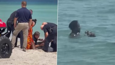 Video: Couple Caught on Camera Torturing, Throwing Kitten on Florida Beach; Good Samartian Saves Badly Battered Animal
