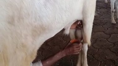 Video: Male Goats Giving Milk in This Farm of Madhya Pradesh's Burhanpur District, Netizens Stunned