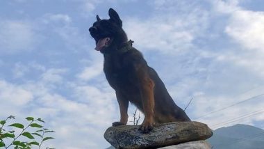 Indian Army's Assault Dog ‘Zoom’ Succumbs to Injuries After Fight With Terrorists in J&K, People Pay Heartfelt Tributes