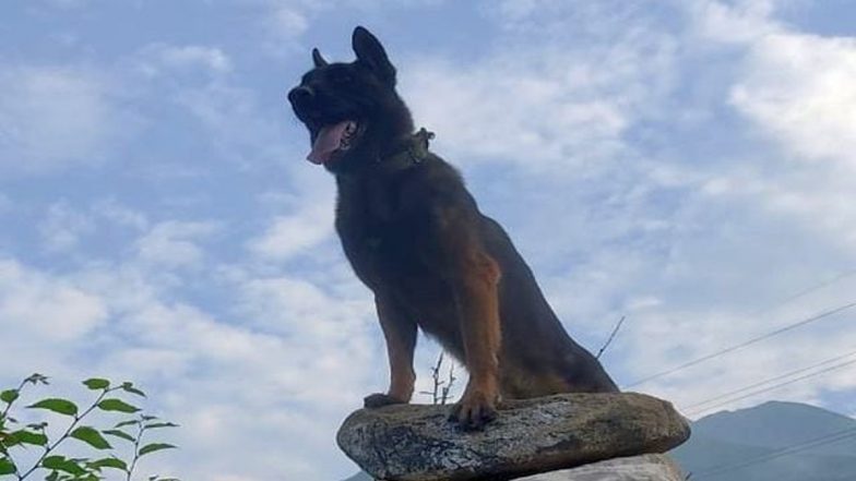 Indian Army's Assault Dog ‘Zoom’ Succumbs to Injuries After Fight With Terrorists in J&K, People Pay Heartfelt Tributes