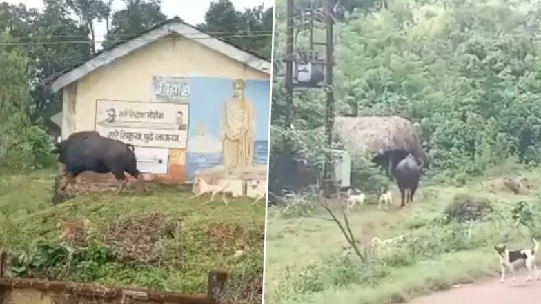 Video: Indian Bison Goes Berserk in Kolhapur’s Bhavewadi, Woman Narrowly Escapes Being Hit