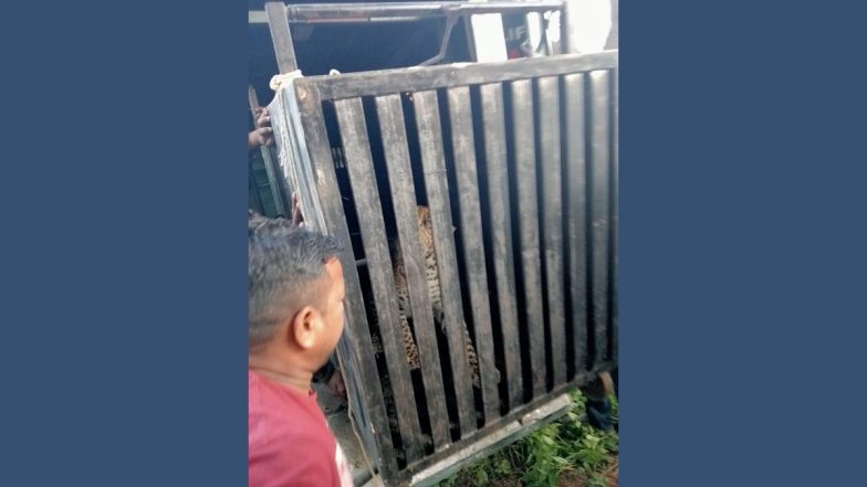 Mumbai: Leopard Captured in Aarey Colony; 2nd Feline to Be Caught in 5 Days