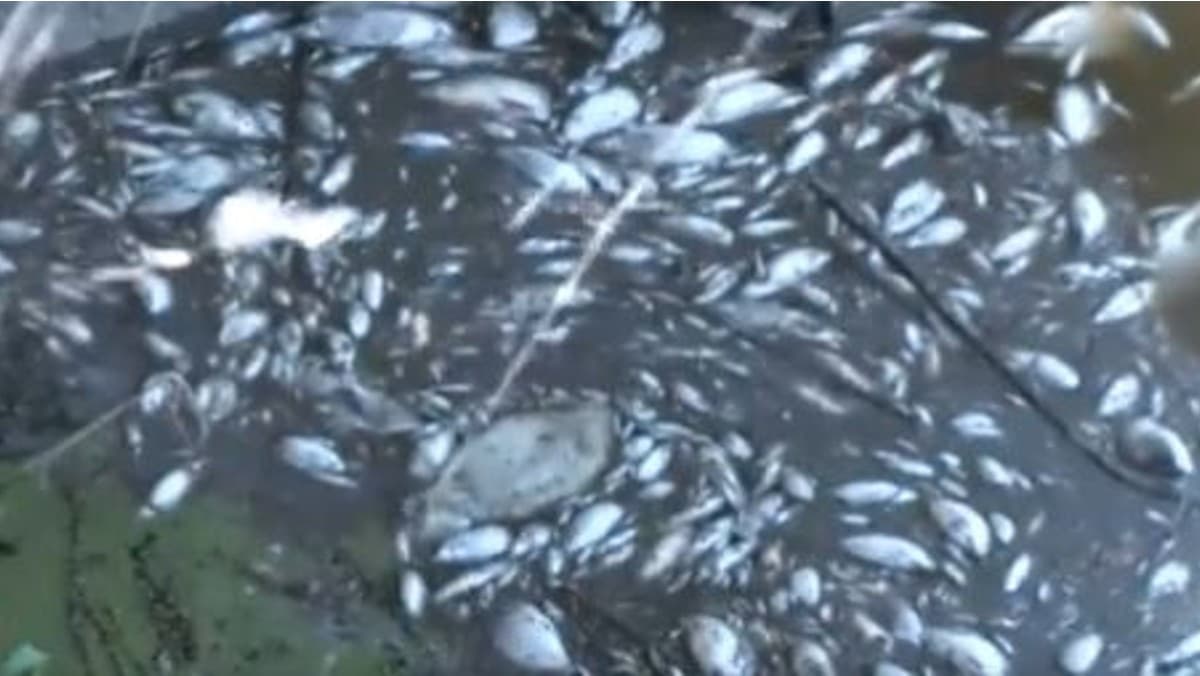 Video: Mass Fish Deaths in European River Blamed on Toxic Algae