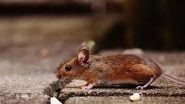Rodent Plague Kills Two in Tibet, Chinese Authorities Warn Residents To Stay at Home