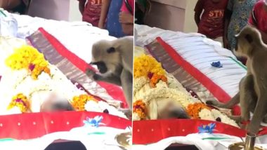 Monkey Attends Funeral To Pay Last Respects to Dead Man Who Would Feed Him in Sri Lanka, Video Capturing Emotional Moment Goes Viral