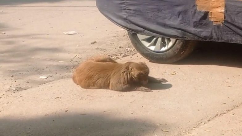 Video: Monkey Falls From Tree on Road, Unable To Get Up in UP’s Ghaziabad