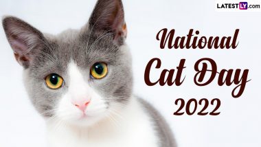 Cute Viral Cat Videos: Celebrate National Cat Day 2022 Watching Most Adorable Clips Starring Our Purr-Fect Feline Friends