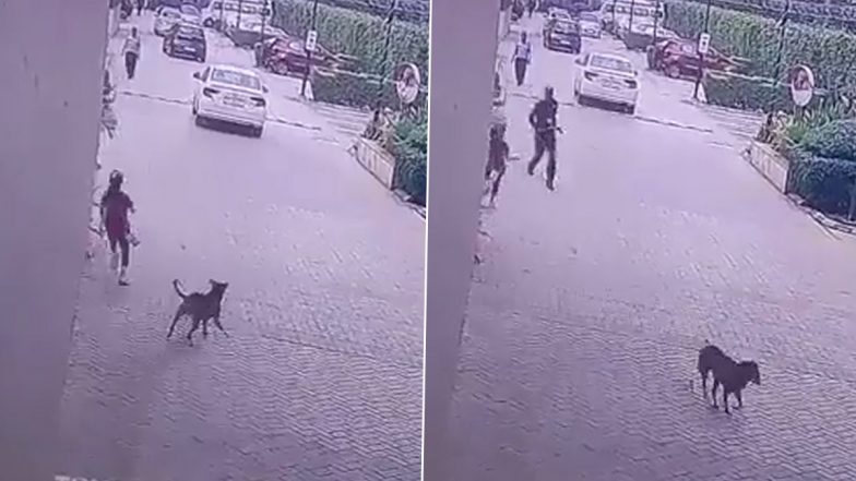 Dog Attack Continues in Noida: Stray Dog Attacks Girl at Golden Palms Society, Security Guards Saves Her (Watch Video)