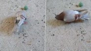 Pigeons Turn Into 'Zombie'! Highly Infectious Disease Leaves Pigeons With Twisted Necks in UK, Terrifying Video Goes Viral
