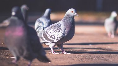 Mumbai Shocker: Man Steals 40 Specially Trained Messenger Pigeons From Kurla, Sells Them at Exorbitant Rates; Arrested