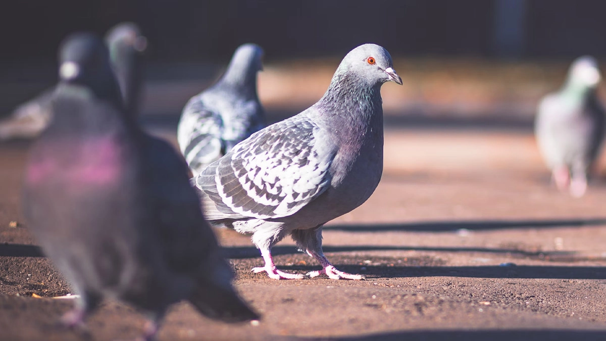 India News Man Arrested for Stealing Messenger Pigeons in Mumbai 📰