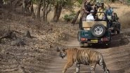 Rajasthan: Man Falls From Moving Gypsy Due to Rash Driving During Jungle Safari at Ranthambore National Park, Suffers Grievous Injuries on Head and Spinal Cord