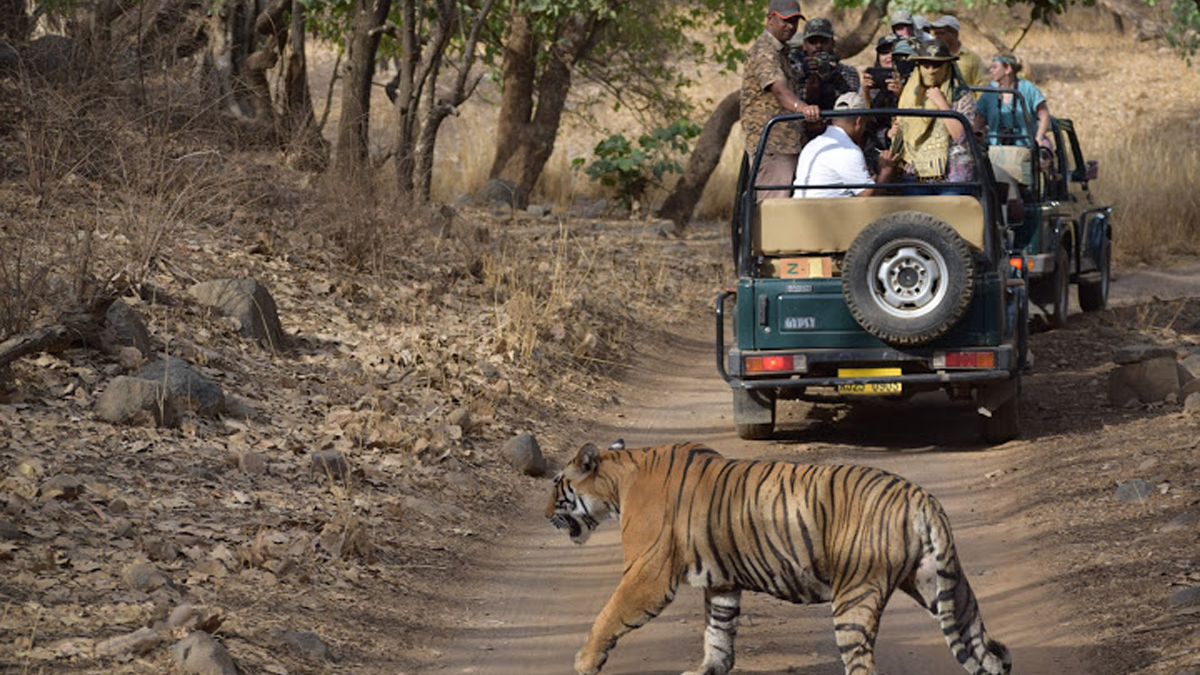 Rajasthan: Man Falls From Moving Gypsy Due to Rash Driving During Jungle  Safari at Ranthambore National Park, Suffers Grievous Injuries on Head and  Spinal Cord | ðŸ“° LatestLY