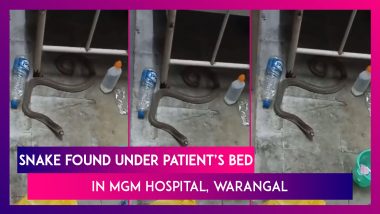 Snake Found Under Patient’s Bed In Mahatma Gandhi Memorial Hospital In Warangal, Telangana; Watch The Scary Video