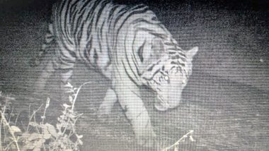 Tiger Stays Inside MANIT Campus in Bhopal for 11th Day, Pugmarks Spotted