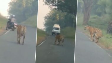 Video: Man Riding Scooter Panics, Takes U-Turn After Spotting Tiger Roaming on Road in Maharashtra's Chandrapur