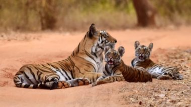 Tigresses at Tadoba Tiger Reserve Using Sex As 'Weapon' To Protect Cubs; Indulging in ‘Fake Mating’ With Male Tigers To Prevent Attacks on Offsprings