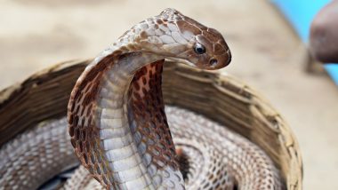 Tamil Nadu: Five-Foot-Long Cobra Spits Out Its Prey, a Three-Foot-Long Cobra, After Sneaking Into House in Cuddalore; Rescued by Snake Catcher