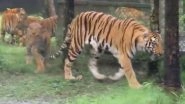 Four Tiger Cubs Released by Zoo Authority in Bengal Safari Park Near Siliguri (Watch Video)
